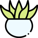 nature,plant,aloe vera